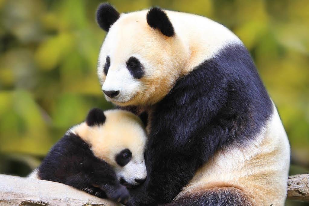 Panda Villa エディンバラ エクステリア 写真